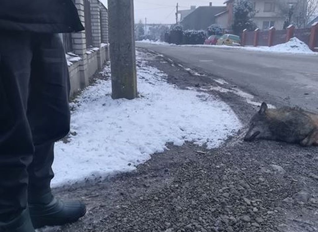 Martwy wilk na ulicy