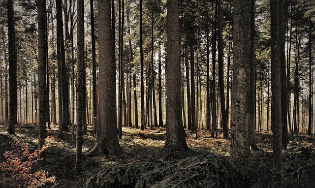 Pouczenia dla Bielszczan – zakaz wycieczek w lasach