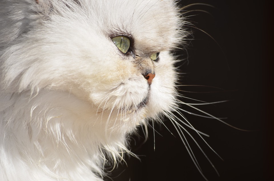 Koty perskie – to powinieneś o nich wiedzieć!