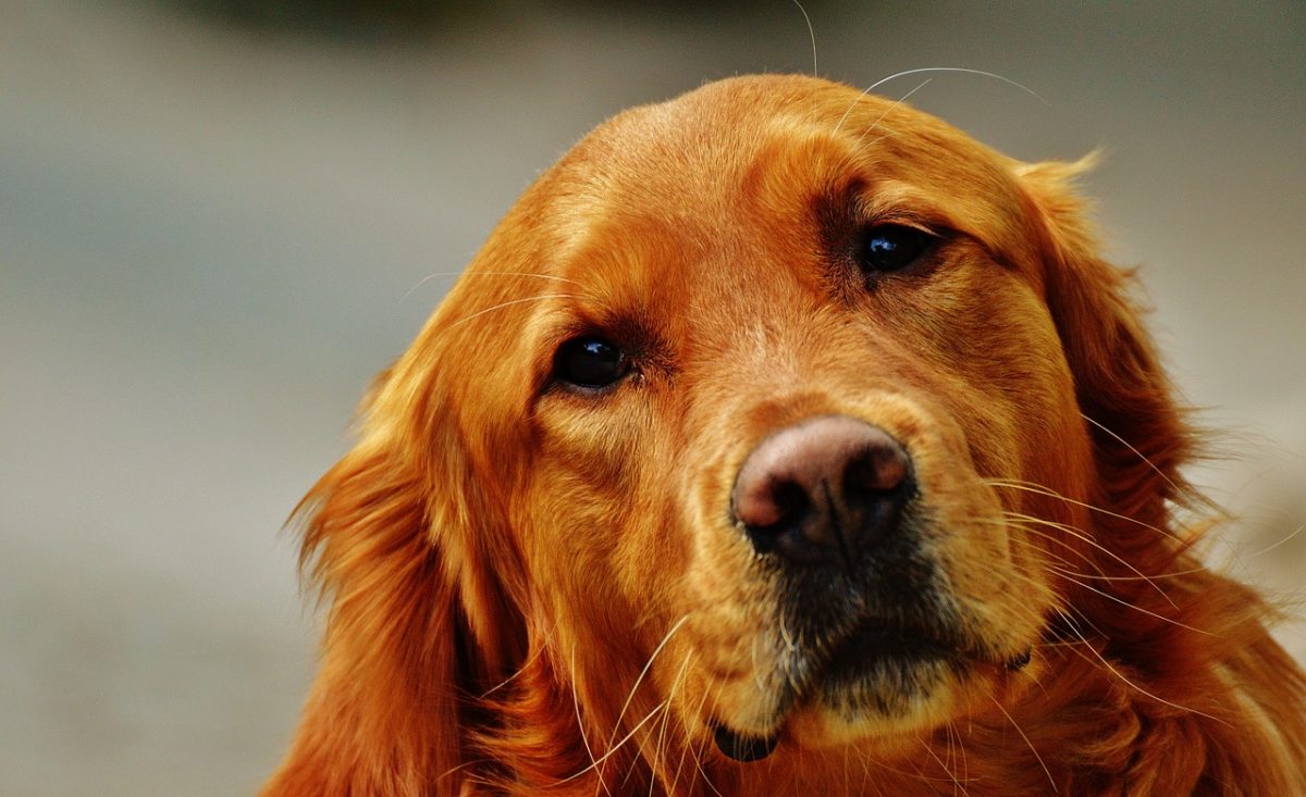 Skomplikowany problem z trawieniem u psa -co warto wiedzieć?