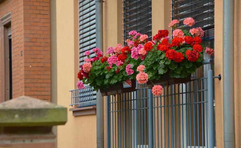 Najlepszy nawóz do kwiatów balkonowych – jak wybrać?